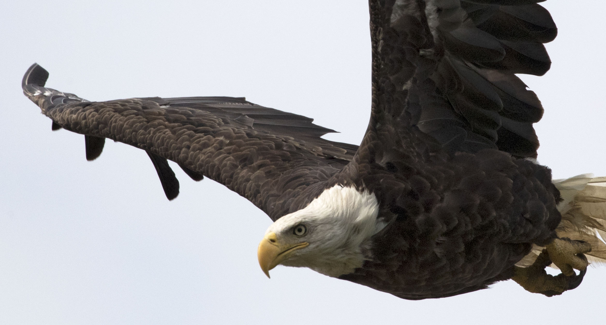 Soaring Eagle | Shutterbug